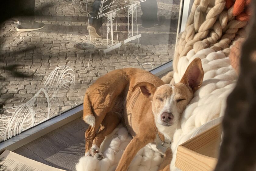 Chien endormi dans un fauteuil avec plaid en laine